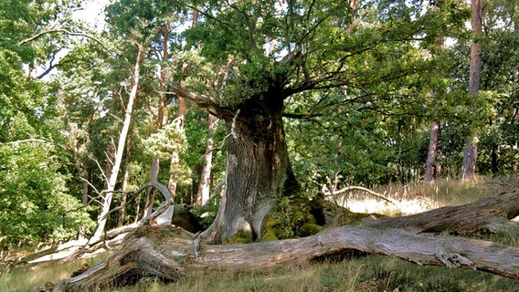 Dicker Baum und abgestorbener Stamm im Wald © NDR Foto: Egon Nast aus Waren