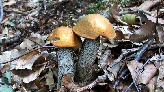 Zwei Pilze auf dem Waldboden. © NDR Foto: Manfred Bergholz aus Waren
