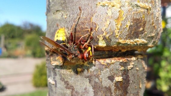 Eine Wespe auf einem Baumstamm © NDR Foto: Anja Greve aus Warin