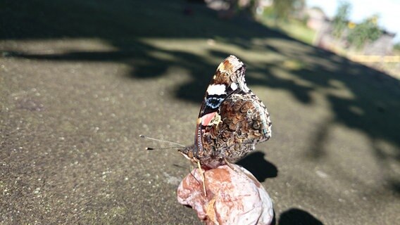 Schmetterling sitzt auf einer überreifen Pflaume. © NDR Foto: Dorita Luckmann aus Gadebusch