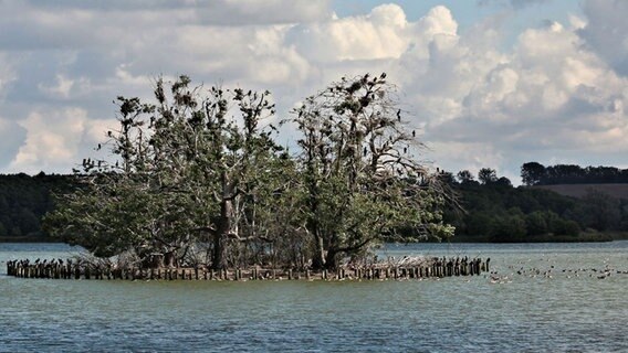 Insel mitten in einem Gewässer. © NDR Foto: Wilfried Baganz aus Neustrelitz