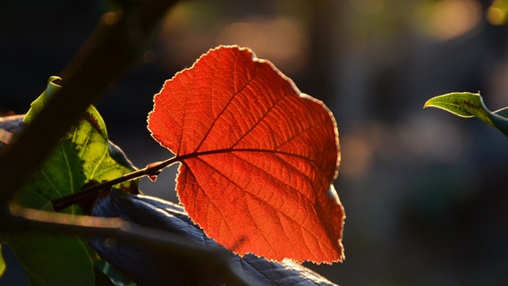 Herbstblatt an einem Ast © NDR Foto: Loreen Ruckick aus Deven