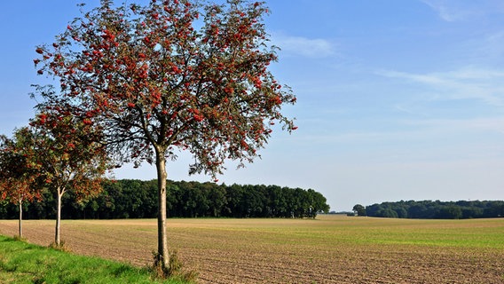 Vogelbeerbäume stehen entlang einer Straße. © NDR Foto: Norbert Brandt aus Neubrandenburg