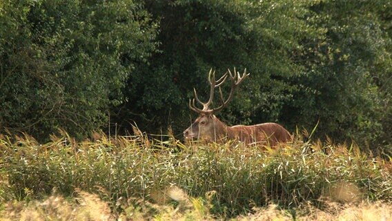 Hirsch auf einem Feld © NDR Foto: Karl-Heinz Fritschek aus Neubrandenburg