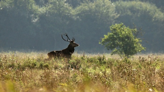 Junger Hirsch © NDR Foto: Karl-Heinz Fritschek aus Neubrandenburg