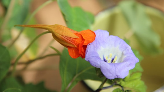 Die Blüten zweier Blumen berühren sich © NDR Foto: Karin Mußfeldt aus Dobbertin