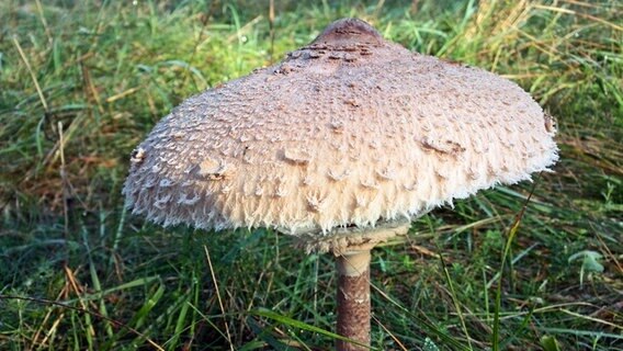 Pilz am Waldboden © NDR Foto: Peter Ernst aus Waren