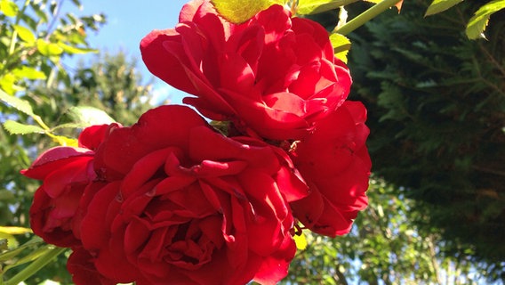 Rose im Garten © NDR Foto: Doreen Heller aus Neubrandenburg