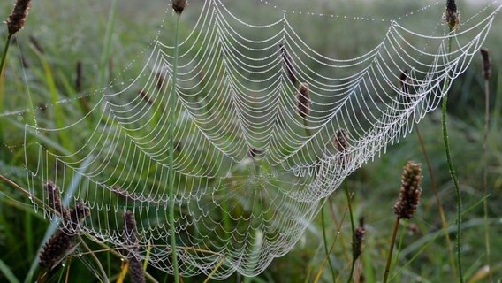 Spinnennetz voller Tautröpfchen © NDR Foto: Andrea Werner aus Waren