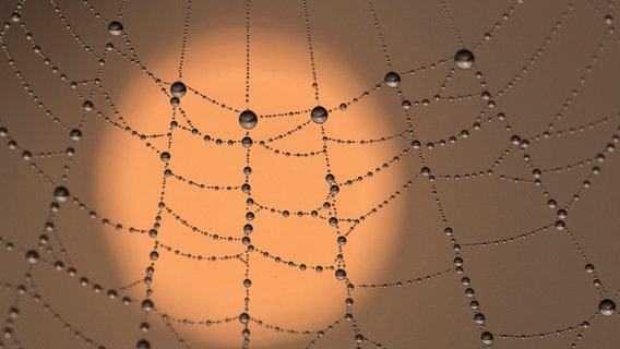 In Tautropfen in einem Spinnennetz spiegelt sich der Sonnenaufgang © NDR Foto: Cornelia Wermke aus Demmin