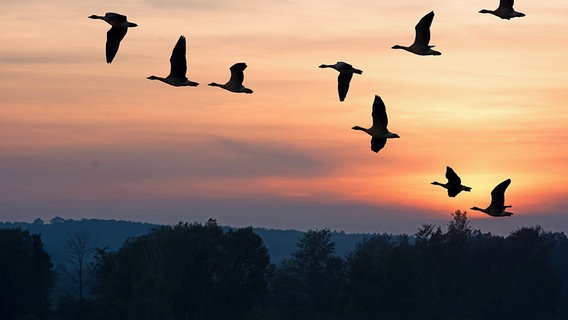 fliegende Wildgänse im Sonnenuntergang © NDR Foto: Werner Bayer aus Neubrandenburg