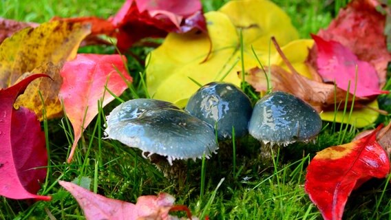 Blaue schleimige Pilze stehen zwischen bunten Herbstblättern im Gras. © NDR Foto: Andrea Werner aus Waren
