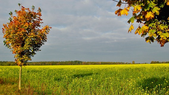 Weißer Senf blüht auf einem Feld © NDR Foto: Eckhard Wolfgramm aus Salow