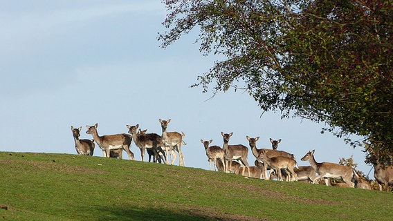 Mehrere Rehe stehen auf einer Anhöhe. © NDR Foto: Arthur Fitz aus Speck