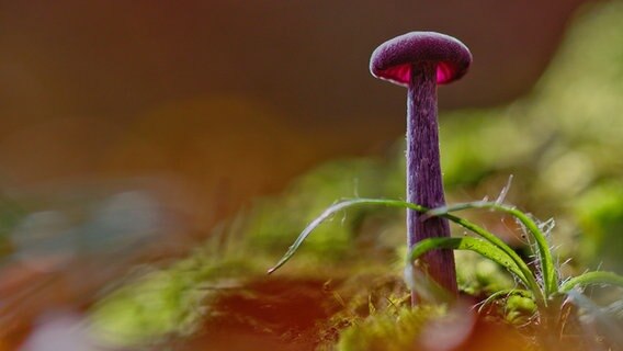 Ein Pilz im Waldboden © NDR Foto: Wera Koseleck aus Groß Nemerow