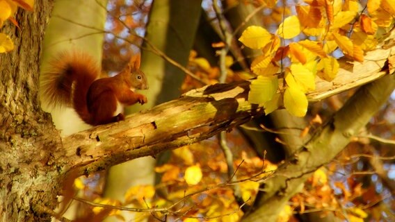 Ein Eichhörnchen in einer Baumkrone © NDR Foto: Jens Böckmann aus Feldberg