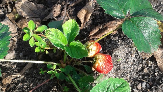 Rote Erdbeeren hängen an der Pflanze am Boden. © NDR Foto: Rekarda Disteler aus Grabowhöfe