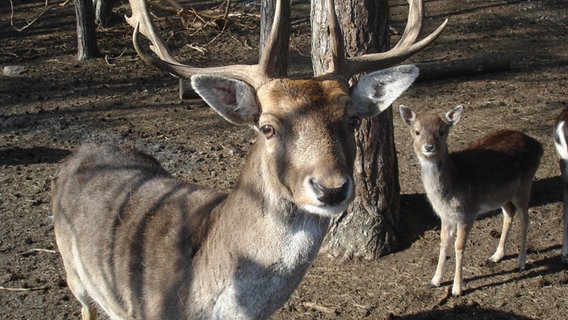 Wildtiere in Gravelotte am Kummerower See © NDR Foto: Jana Ortlepp aus Weimar