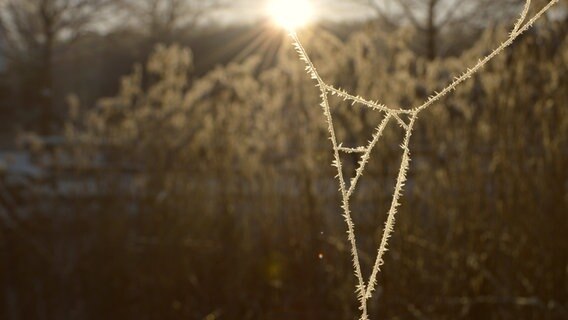 Spinnennetz ist gefroren. © NDR Foto: Susann Neumann aus Neubrandenburg
