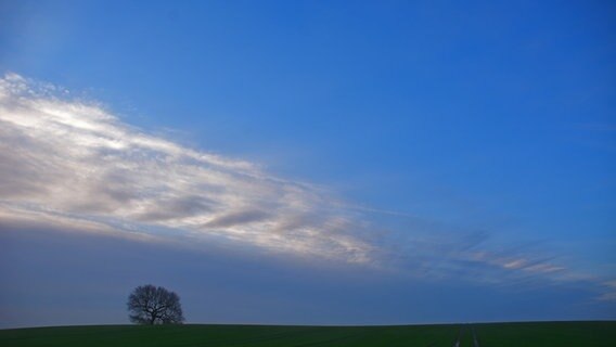 Wolkenschweif am blauen Himmel über einem Getreidefeld © NDR Foto: Werner Bayer aus Neubrandenburg