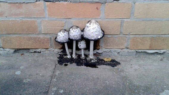 Pilze an einer Hausmauer © NDR Foto: Norbert Kaufmann aus Neubrandenburg