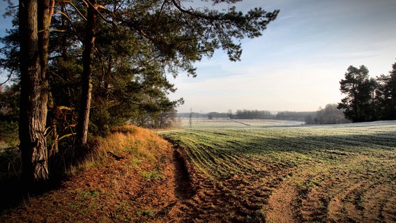 Blick über ein leicht begrünte Felder © NDR Foto: Wilfried Baganz aus Neustrelitz