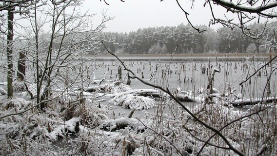 Ein See ist zugefroren. © NDR Foto: Manfred Bergholz aus Waren-Müritz