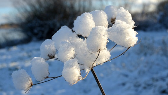 Schnee liegt auf einem Blütenstand. © NDR Foto: Andrea Werner aus Waren-Müritz