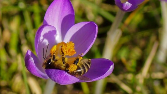 Biene in einer Krokusblüte © NDR Foto: Jens Böckmann aus Feldberg