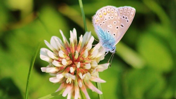 Blauer Schmetterling © NDR Foto: Manfred Bergholz aus Waren-Müritz