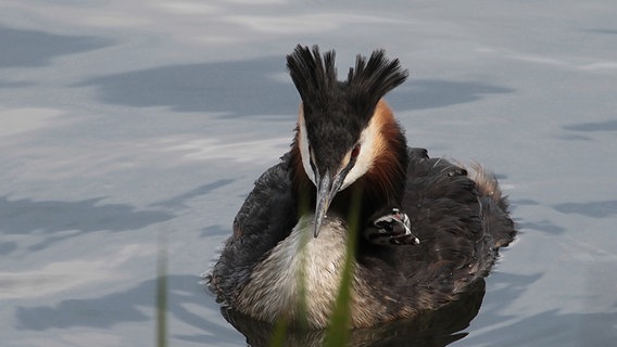 Ein Küken sitzt auf dem Rücken eines Haubentauchers. © NDR Foto: Manfred Bergholz aus Waren-Müritz