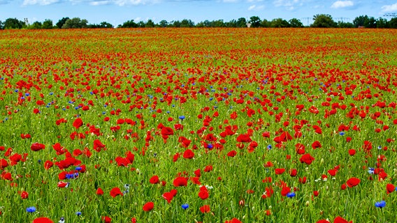 Kornblumen und Klatschmohn blühen auf einem Feld © NDR Foto: Detlef Meier aus Ducherow