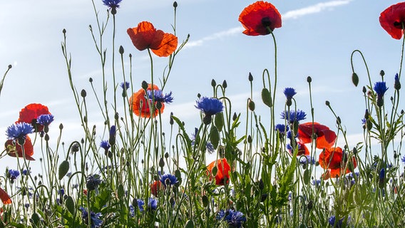 Kornblumen und Klatschmohn blühen auf einem Feld © NDR Foto: Detlef Meier aus Ducherow