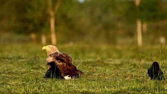 Ein Seeadler und zwei Kolkraben auf einer Wiese © NDR Foto: Karl-Heinz Fritschek aus Neubrandenburg