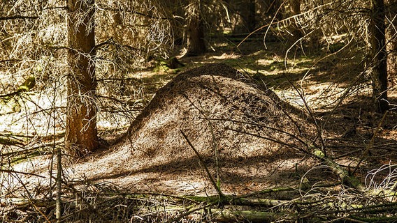 ein Ameishaufen im Wald © NDR Foto: Wilfried Baganz aus Neustrelitz