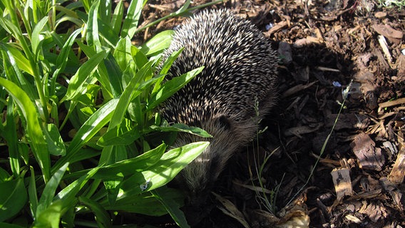 ein Igel © NDR Foto: Christoph Breßler aus Rowa bei Holldorf