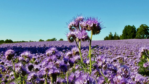 Phacelia-Feld © NDR Foto: Eckhard Wolfgramm aus Salow