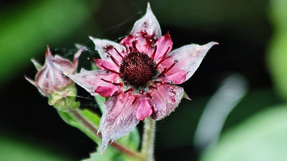 die Blüte eines Sumpf-Blutauges © NDR Foto: Manfred Bergholz aus Waren-Müritz