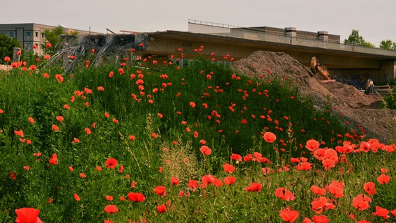 Mohnblumen wachsen vor einer großen Baustelle. © NDR Foto: Werner Bayer aus Neubrandenburg