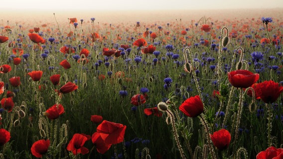 Mohn-Kornblumenfeld am Morgen © NDR Foto: Henry Jager aus Galenbeck