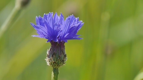 Kornblumenblüte © NDR Foto: Diana Köppe aus Malchow