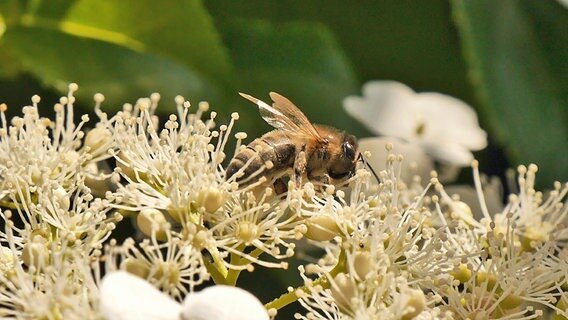 Biene auf einer weißen Blüte © NDR Foto: Diana Köppe aus Malchow