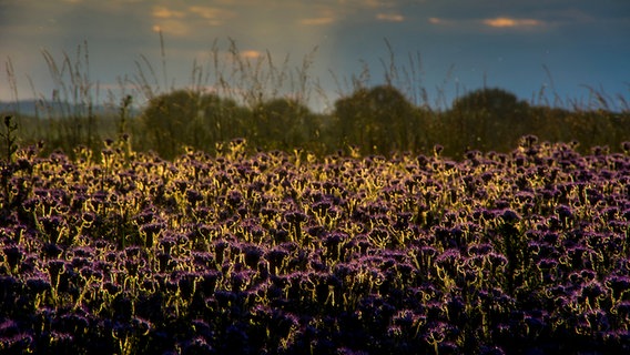 Ein buntes Blumenfeld © NDR Foto: Werner Bayer aus Neubrandenburg