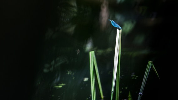 Eine Libelle auf einem Schilfblatt © NDR Foto: Detlef Meier aus Ducherow