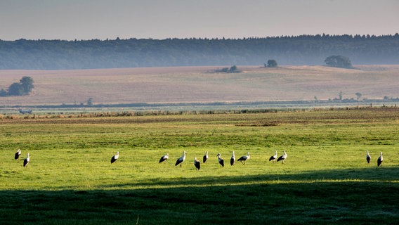 Störche auf einem Feld © NDR Foto: Detlef Meier aus Ducherow