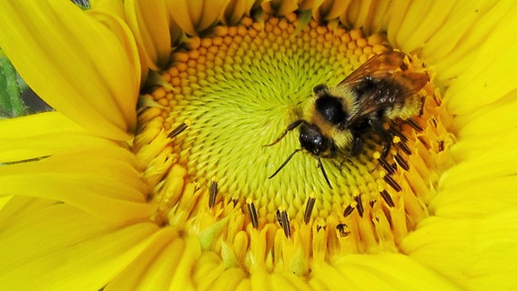 Eine Hummel sitzt in einer Sonnenblume © NDR Foto: Norbert Arndt aus Neubrandeburg