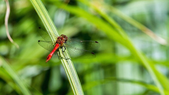 Libelle © NDR Foto: Detlef Meier aus Ducherow