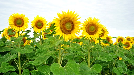 Feld mit Sonnenblumen © NDR Foto: Norbert Brand aus Neubrandenburg