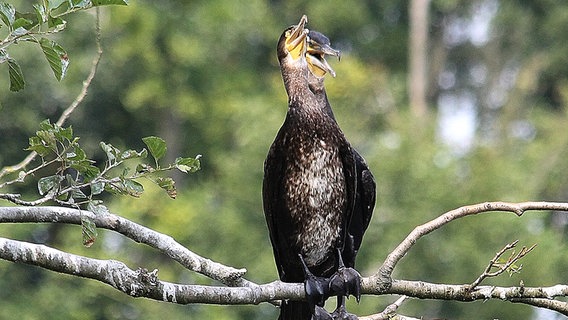 Zwei Vögel auf einem Ast © NDR Foto: Manfred Bergholz aus Waren-Müritz