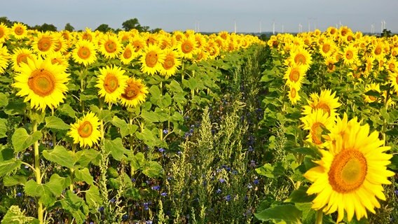 Sonnenblumenfeld © NDR Foto: Norbert Brandt aus Neubrandenburg